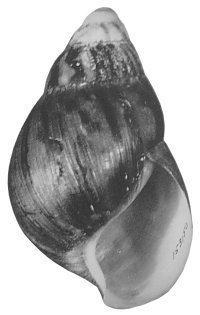 Clenchi shell