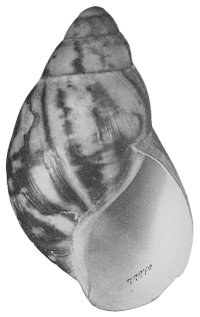Eduardi shell