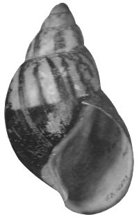 Egregia shell