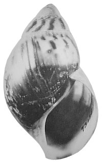 Egregiella shell