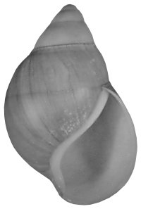 Icteria shell