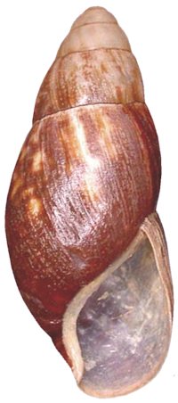 Ustulata shell