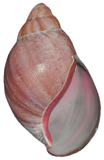 Ventricosa