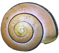 Cepaea hortensis shell