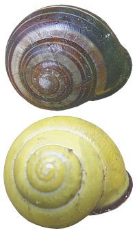 Cepaea nemoralis shell