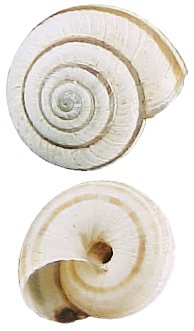 Helicella itala shell