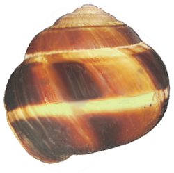 Helix lucorum shell