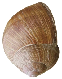 Helix pomatia shell