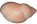 Megalobulimus oblongus shell