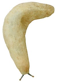 Veronicella sloanei